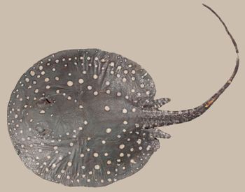 Media type: image;   Ichthyology 154870 Aspect: lateral